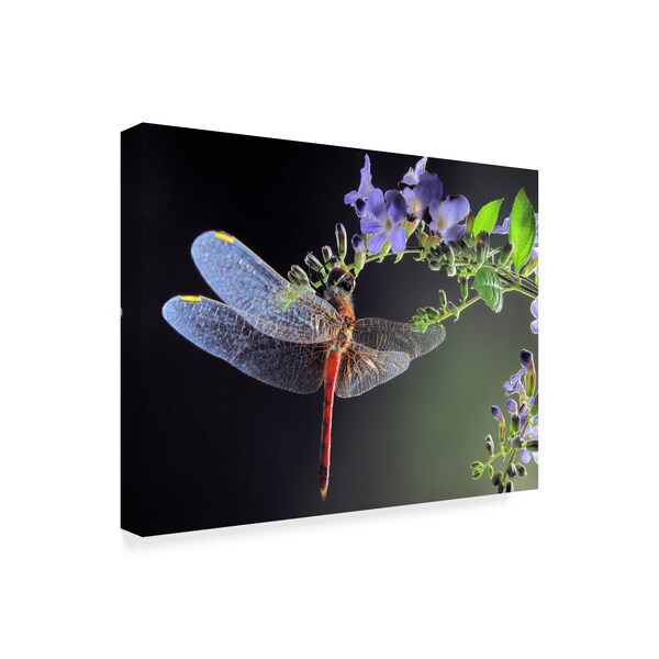 Jimmy Hoffman 'Dragonfly Red' Canvas Art,35x47